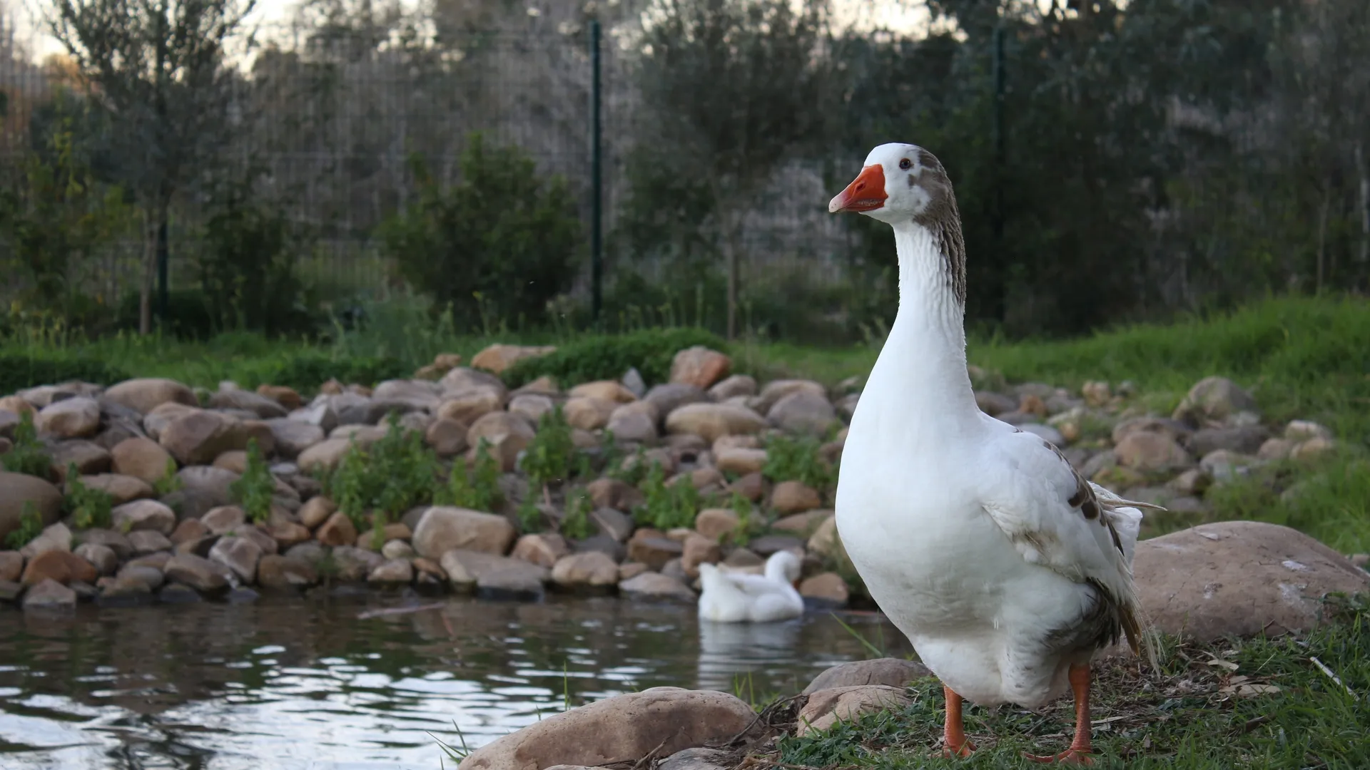 池塘 自然 鸟类 岩石 草 鹅 水 栅栏 树木 树叶 景深 户外 动物  电脑壁纸 4K壁纸