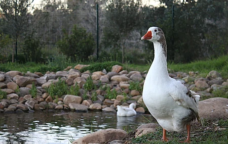 池塘 自然 鸟类 岩石 草 鹅 水 栅栏 树木 树叶 景深 户外 动物  电脑壁纸 4K壁纸
