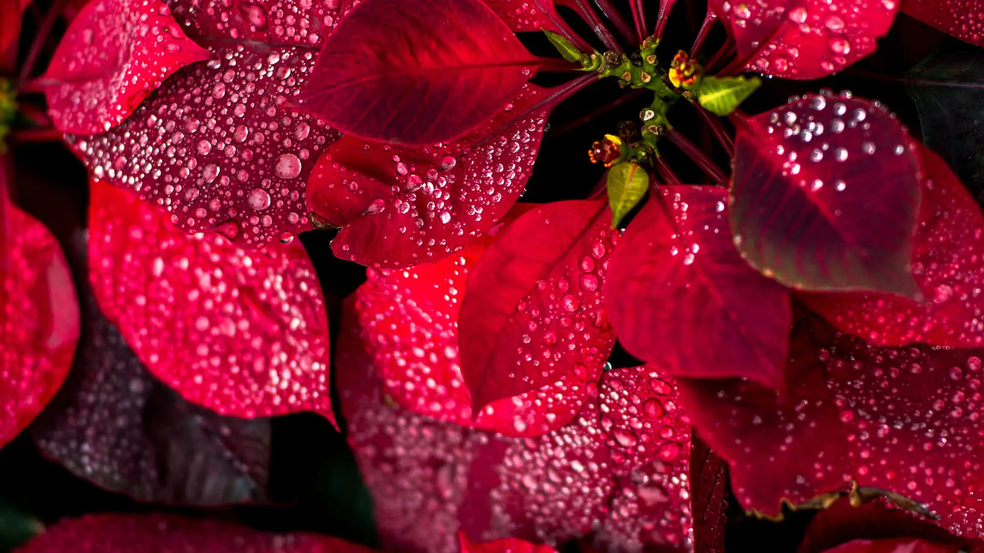 红色 植物 树叶 水滴 自然 肖像展示 特写 景深  电脑壁纸 4K壁纸