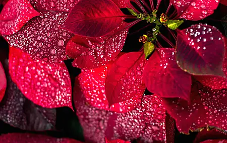 红色 植物 树叶 水滴 自然 肖像展示 特写 景深  电脑壁纸 4K壁纸