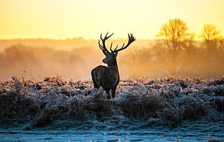 鹿 雄鹿 动物 自然 景观 霜冻 鹿角 4K壁纸