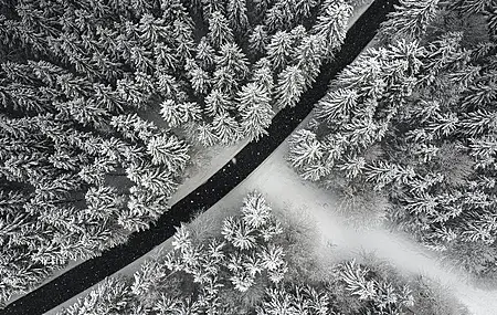 自然 摄影 风景 森林 道路 雪 树  4K壁纸