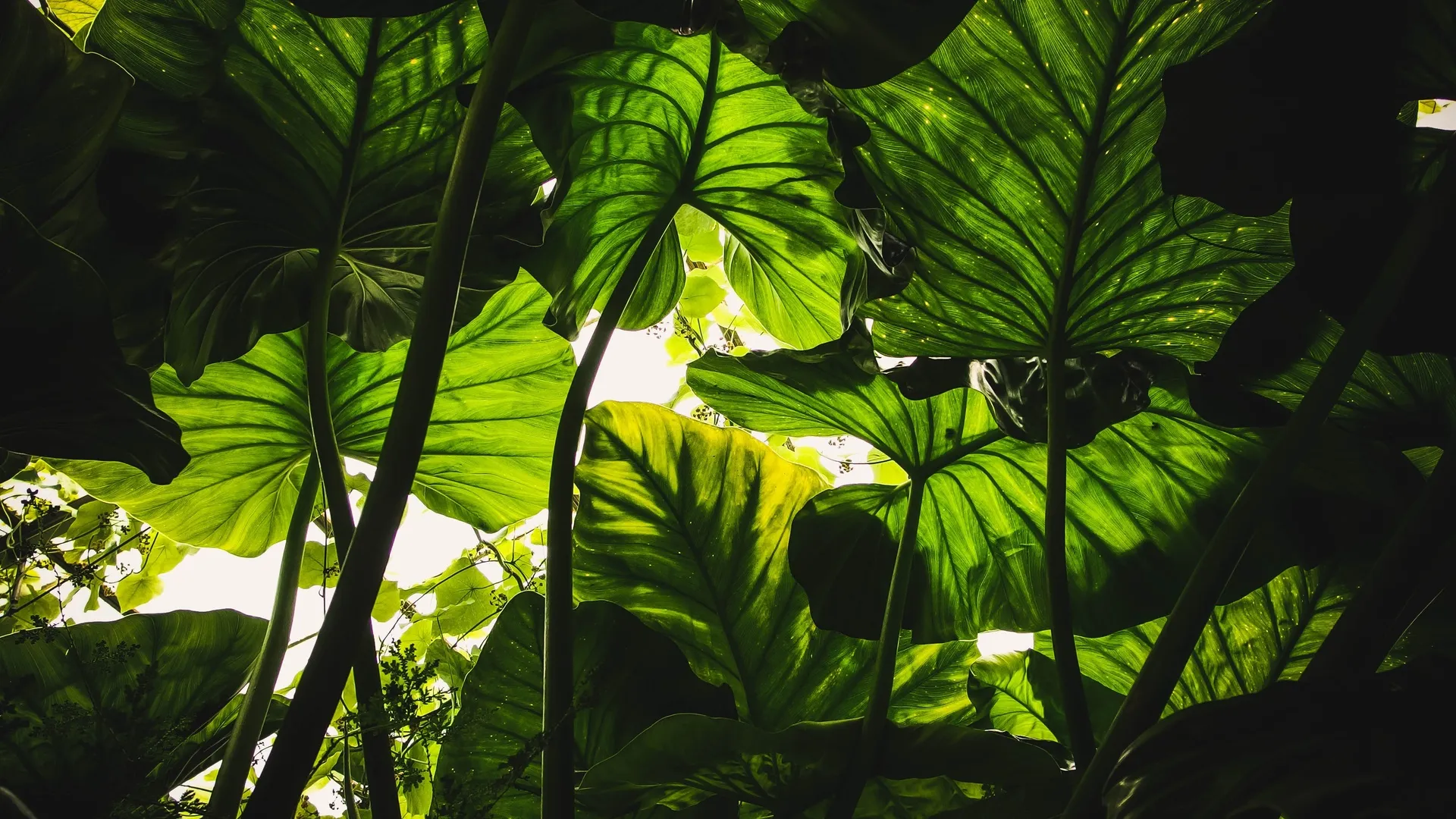 植物 绿色 自然 虫眼  4K壁纸