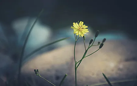 植物 花卉 黄色花卉 大自然  4K壁纸