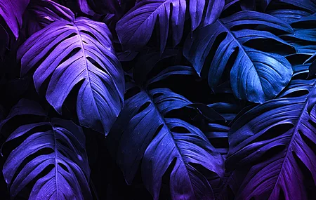 植物 叶子 自然 粉红色 紫色 阴影 特写 4K壁纸