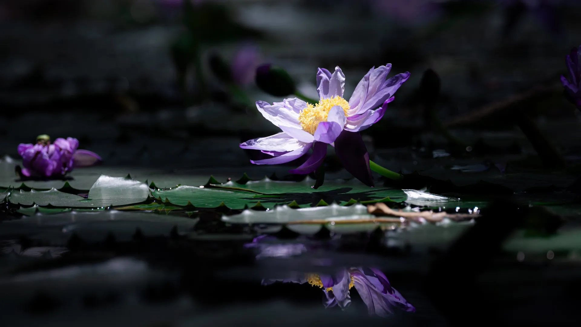 摄影 自然 花朵 倒影 睡莲 模糊背景 特写 4K壁纸