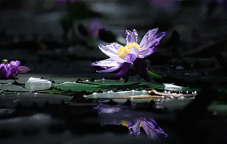 摄影 自然 花朵 倒影 睡莲 模糊背景 特写 4K壁纸