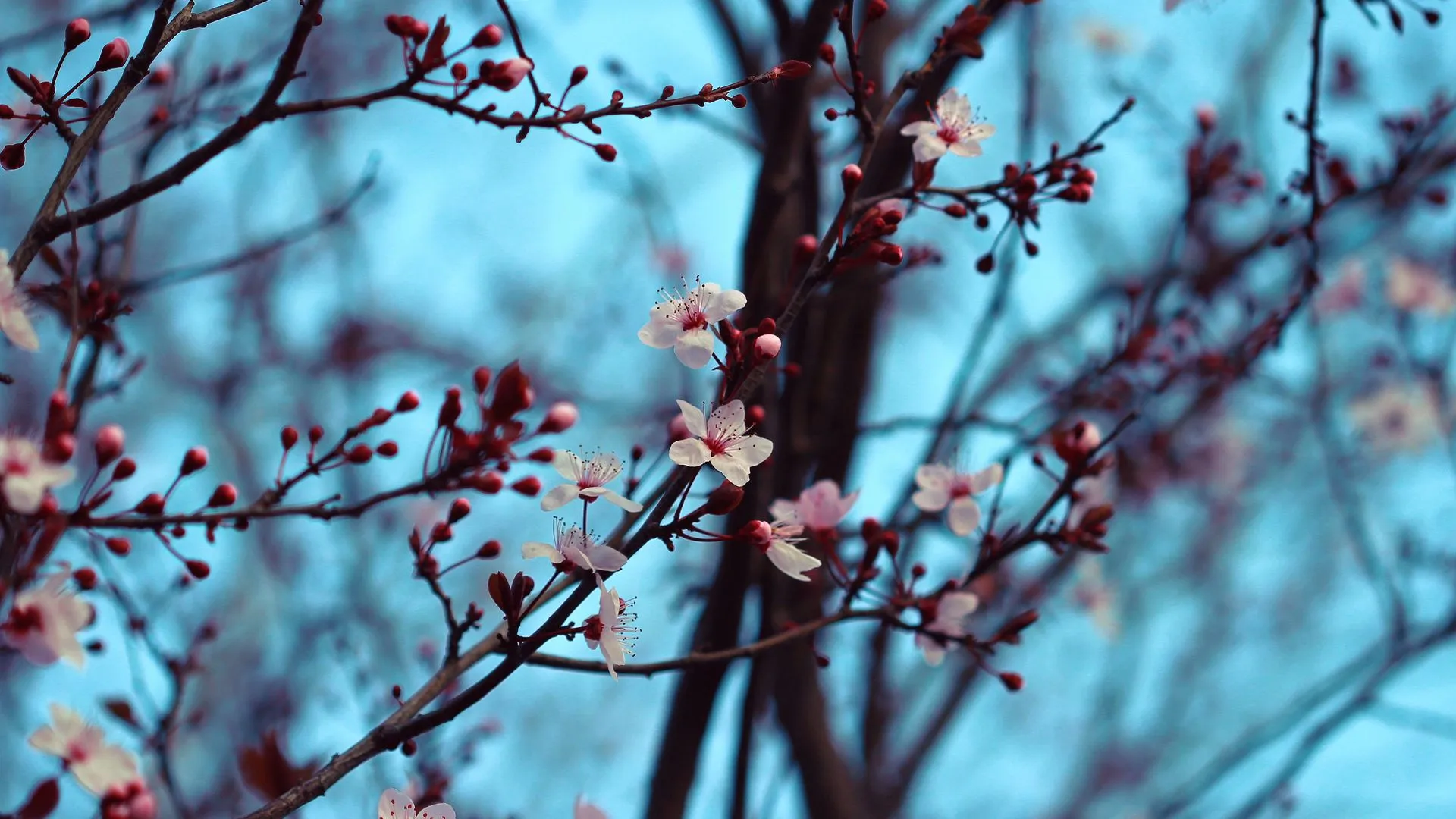 樱花 树木 花朵 白色 红色 自然 特写 4K壁纸