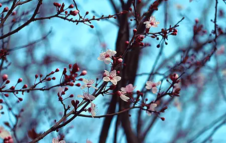 樱花 树木 花朵 白色 红色 自然 特写 4K壁纸