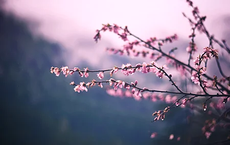摄影 植物 户外 粉色花朵 花朵 4K壁纸