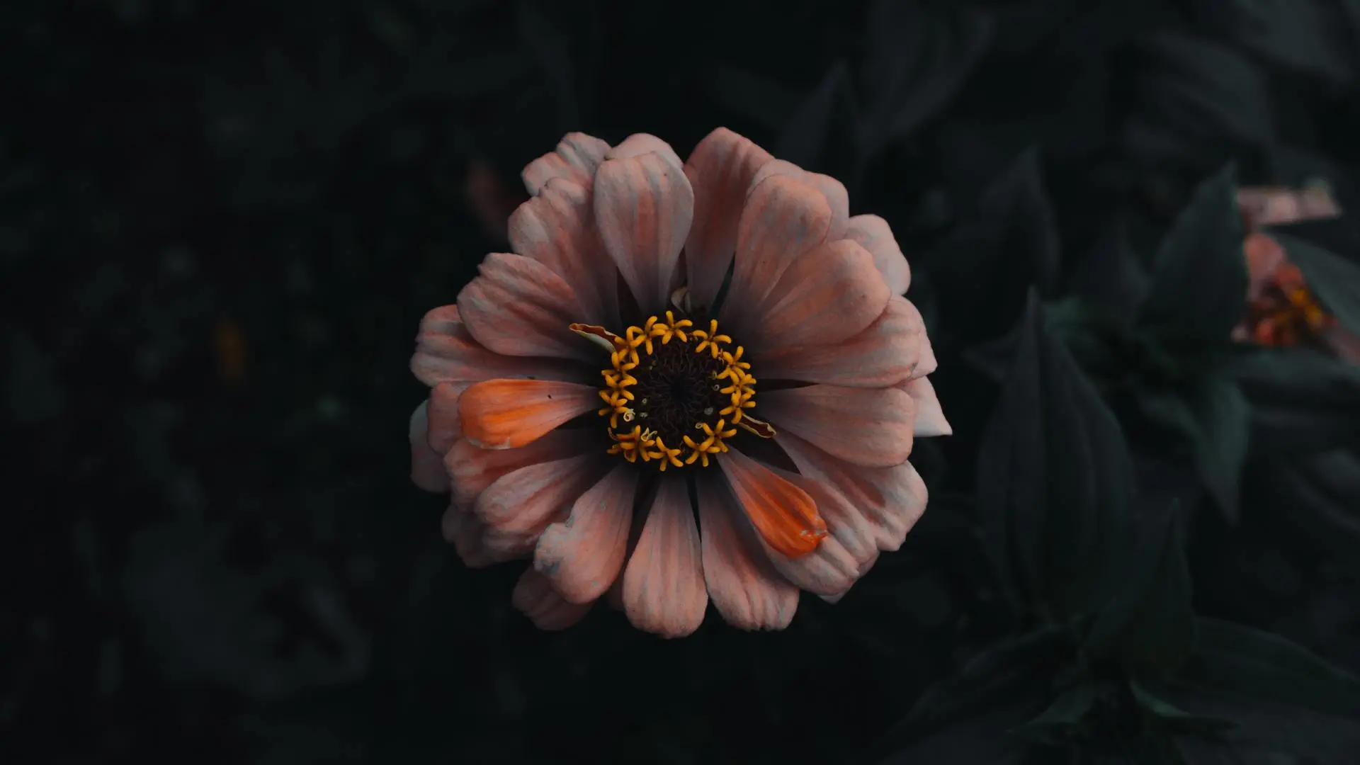 自然 花卉 橙色 4K壁纸