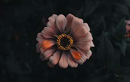 自然 花卉 橙色 4K壁纸