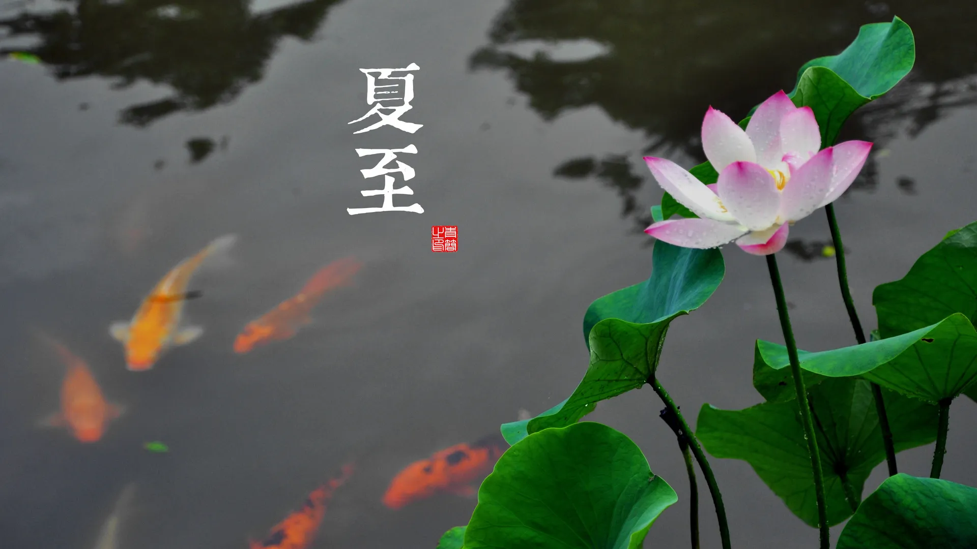 植物 叶子 鱼 汉字 4K壁纸