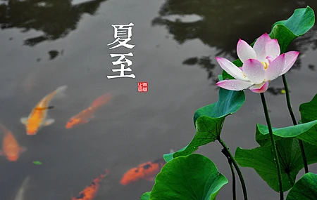 植物 叶子 鱼 汉字 4K壁纸