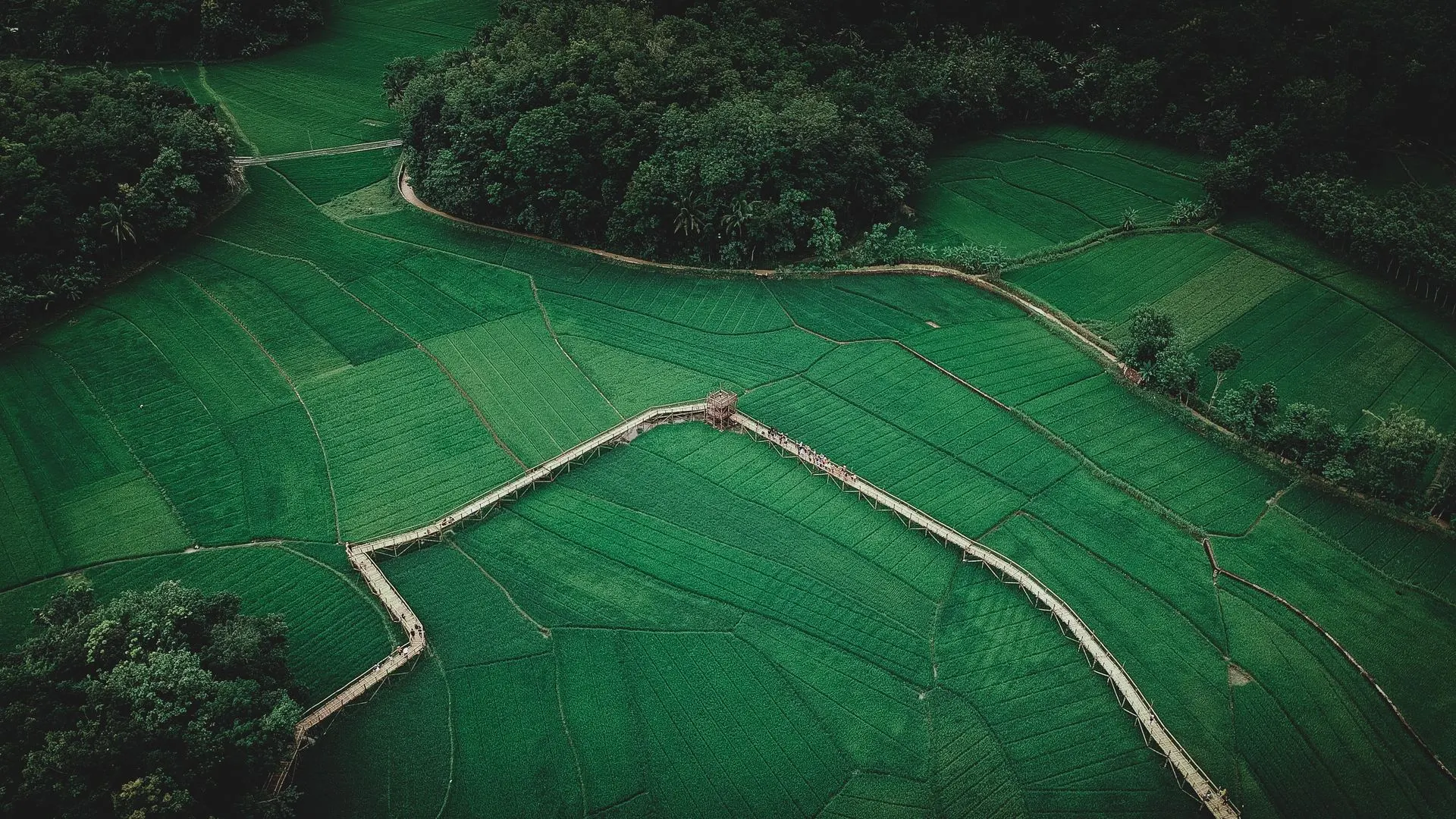风景 鸟瞰 农场 树木 田野 草地 森林 自然 远景 绿色 4K壁纸