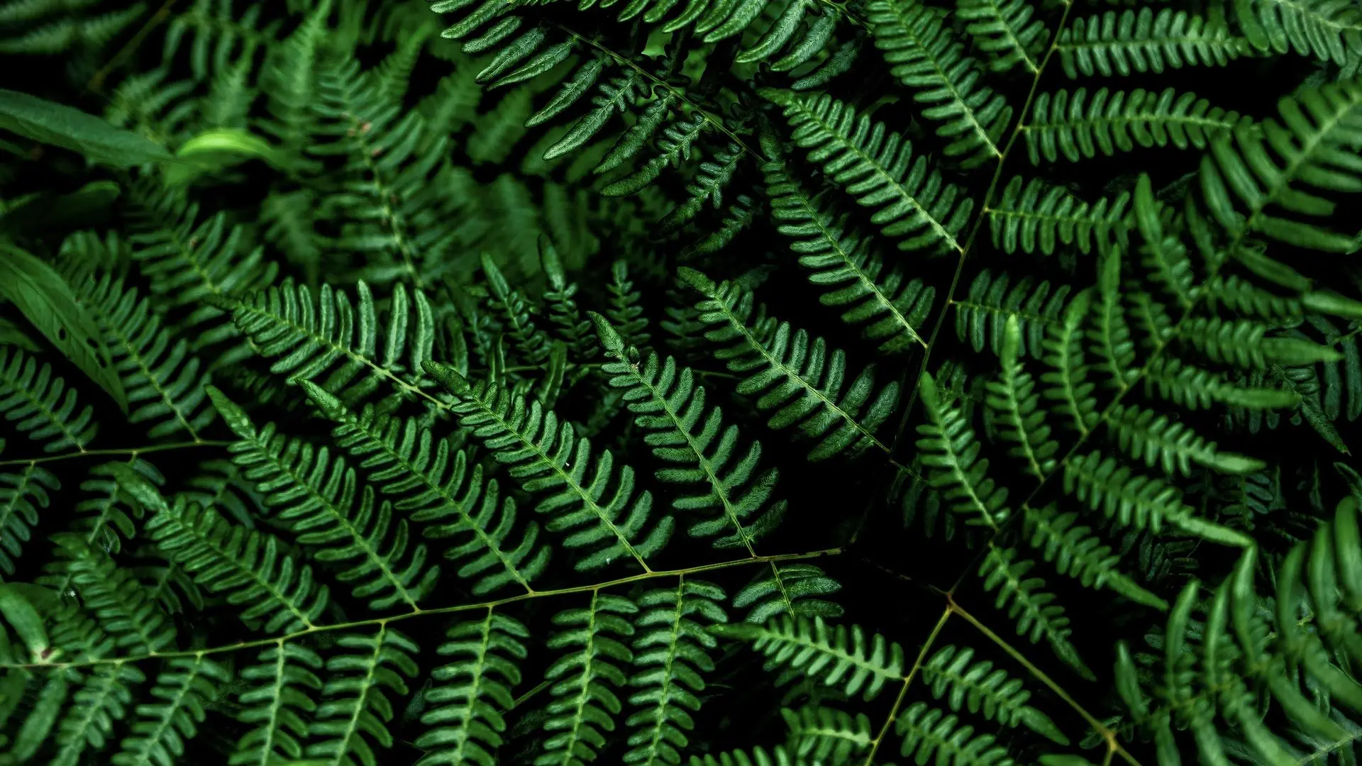 植物 蕨类 绿色 叶 4K壁纸