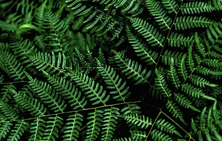 植物 蕨类 绿色 叶 4K壁纸