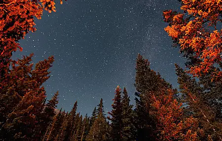 自然 树木 森林 风景 繁星 星夜 4K壁纸