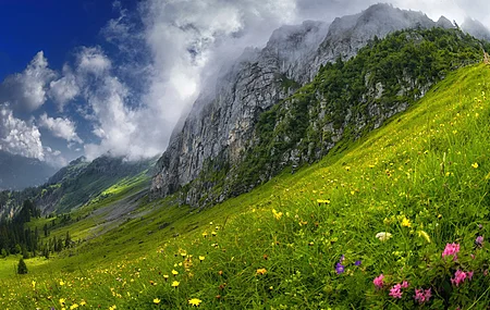 花卉 自然 风景 山脉 4K壁纸