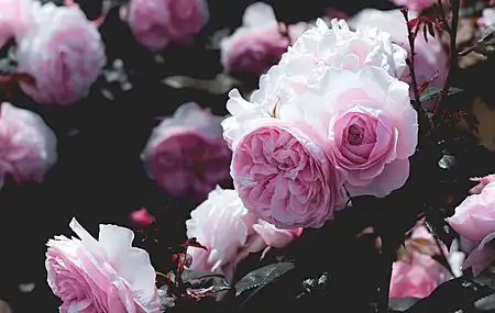 鲜花 粉色 自然 摄影 玫瑰 景深 树叶 手机壁纸 4K壁纸
