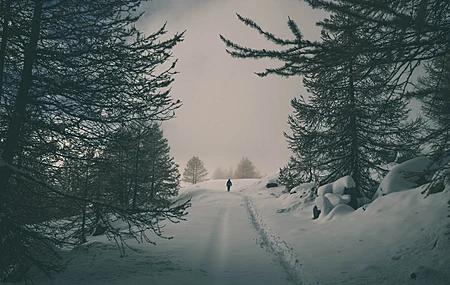 风景 雪 森林 树木 冬天 4K壁纸