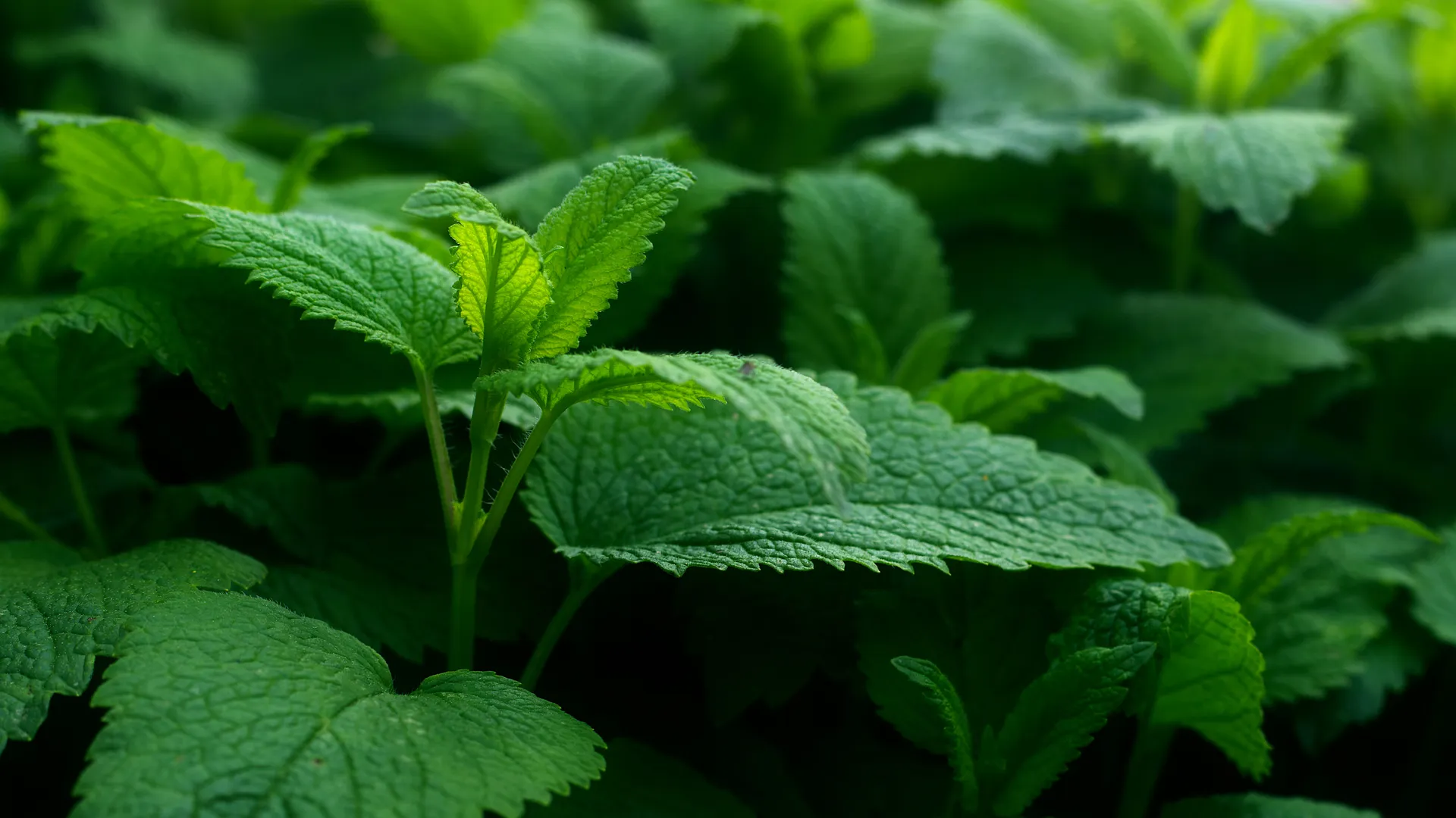 绿色 自然 植物 摄影 春天 景深 4K壁纸