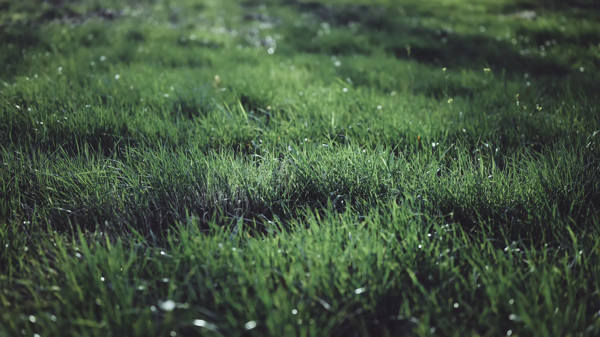 草 植物 户外 摄影 波克 自然 露水 4K壁纸