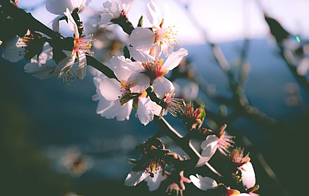 春天 树木 花朵 自然 特写 盛开 4K壁纸