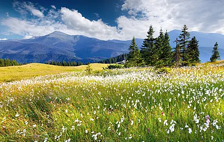 自然 风景 天空 花朵 春天 田野 树木 云朵 山脉 4K壁纸
