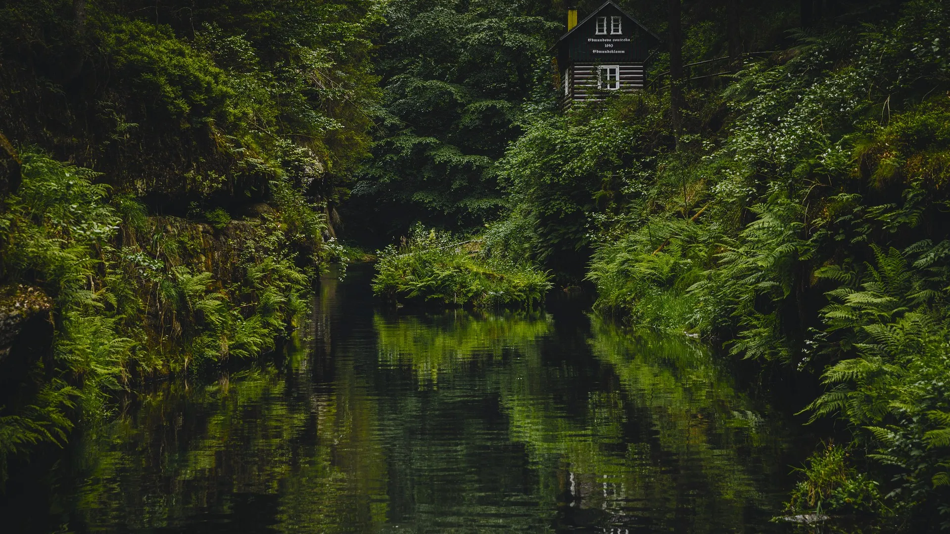 自然 树木 植物 水草 苔藓 雨林 小屋 河流 4K壁纸