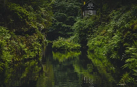自然 树木 植物 水草 苔藓 雨林 小屋 河流 4K壁纸