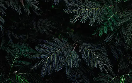 自然 植物 分支 摄影 4K壁纸