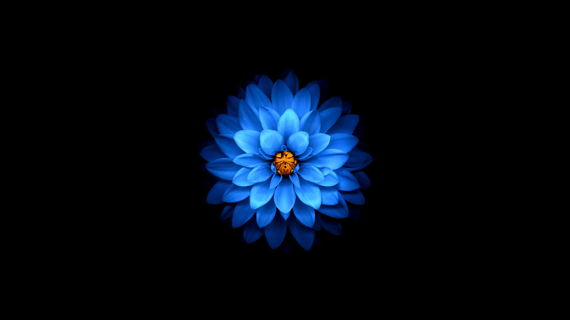 极简主义 黑色 深色 花朵 蓝色 花瓣 简单背景 4K壁纸