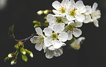 鲜花 梅花 自然 摄影 景深 4K壁纸