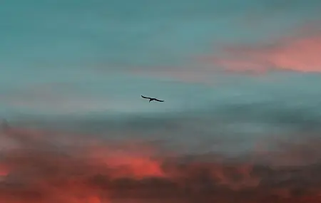 天空 鸟儿 云 日落 自然 4K壁纸
