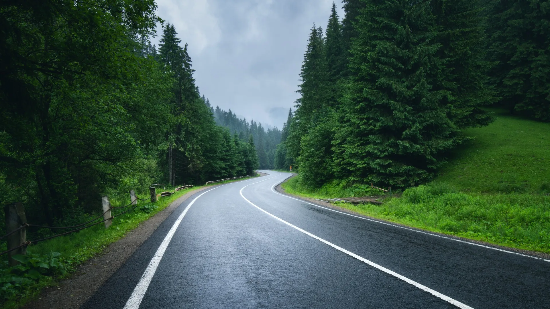 自然 风景 森林 绿色 树木 沥青 道路 松树 天空 薄雾 8K壁纸
