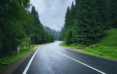 自然 风景 森林 绿色 树木 沥青 道路 松树 天空 薄雾 8K壁纸