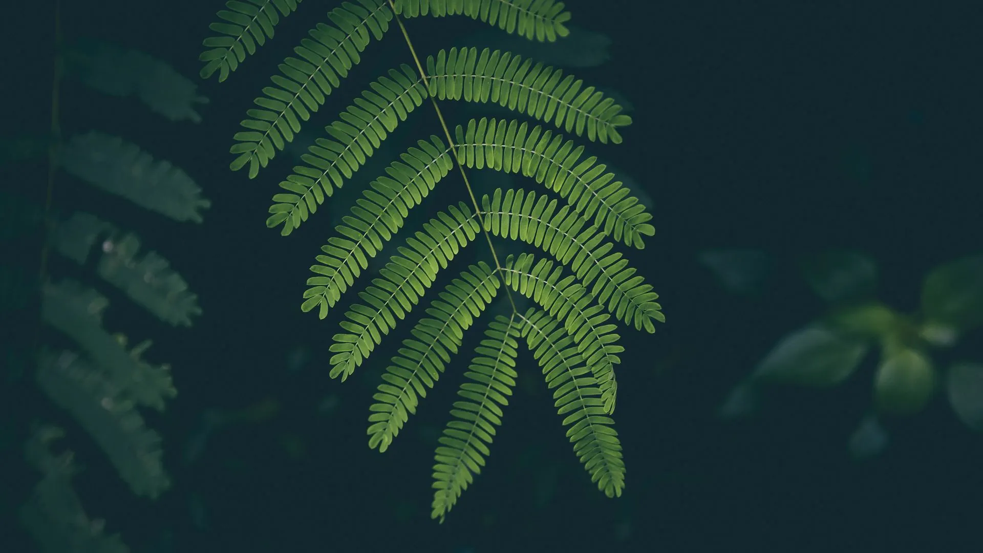 自然 特写 植物 树叶 绿色 黑色 景深 4K壁纸