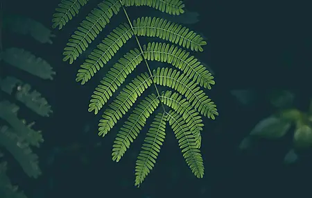 自然 特写 植物 树叶 绿色 黑色 景深 4K壁纸