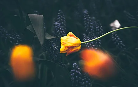 自然 花卉 植物 宏 4K壁纸