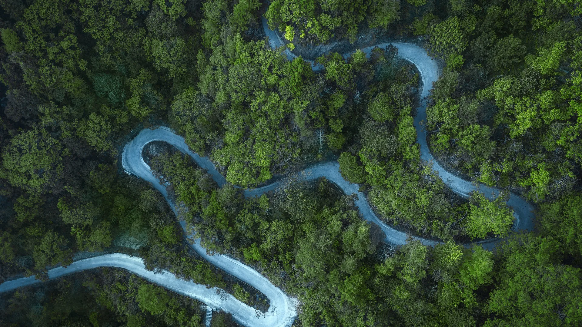 绿色 树木 道路 4K壁纸