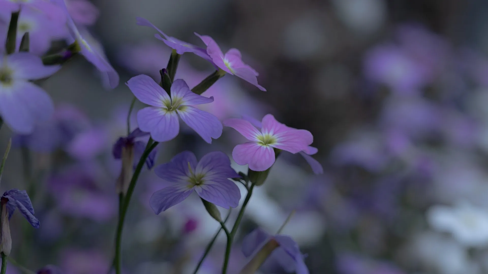 摄影 自然 花卉 模糊背景 特写 微距 4K壁纸