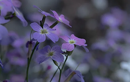 摄影 自然 花卉 模糊背景 特写 微距 4K壁纸