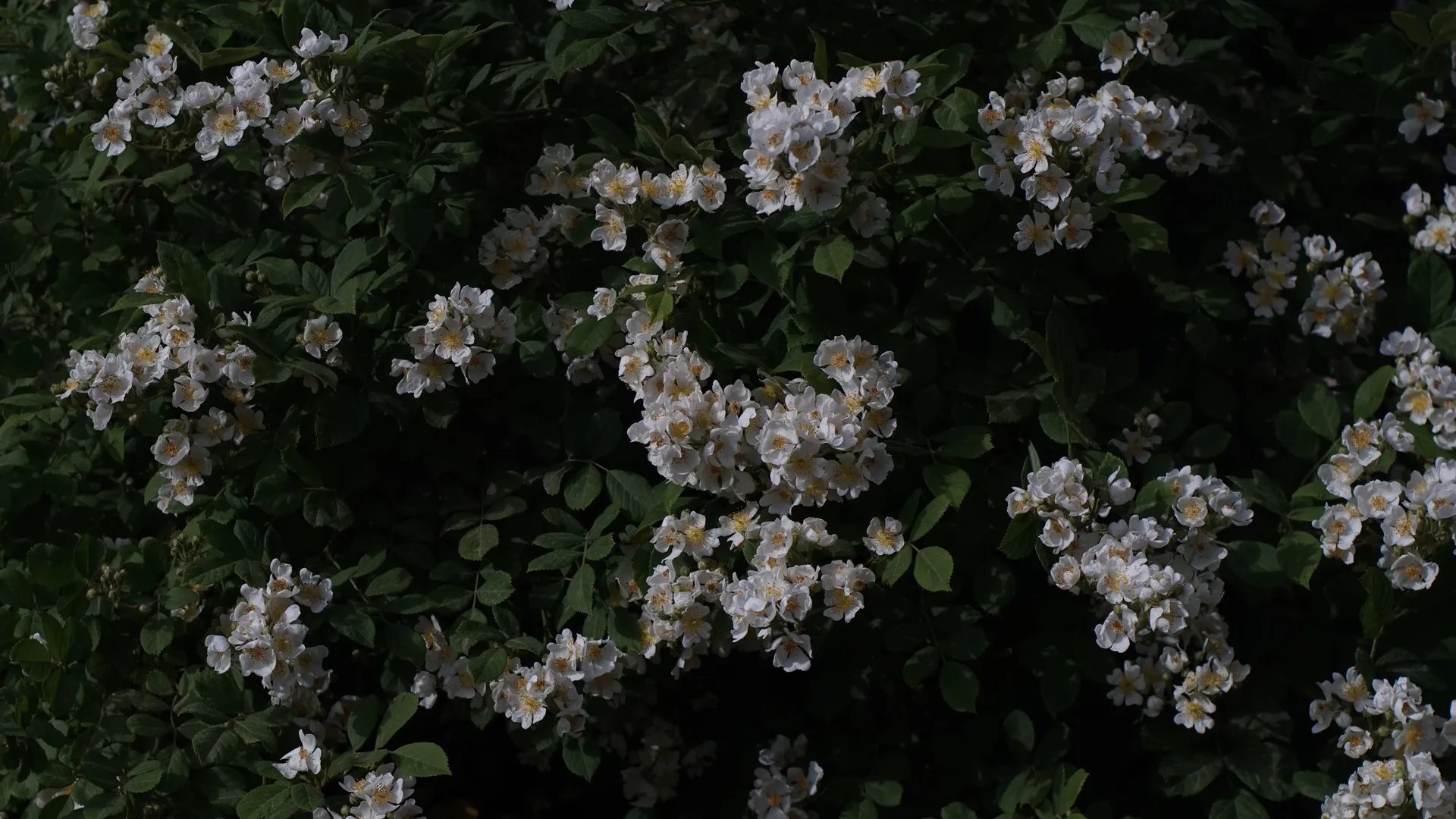 绿色 鲜花 植物 4K壁纸