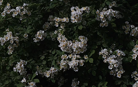 绿色 鲜花 植物 4K壁纸