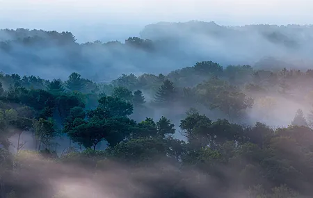 景观 自然 树木 雾 森林 早晨 树叶 4K壁纸