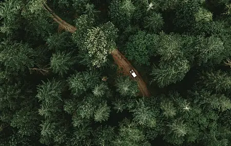 树木 绿色 自然 森林 吉普车 4K壁纸