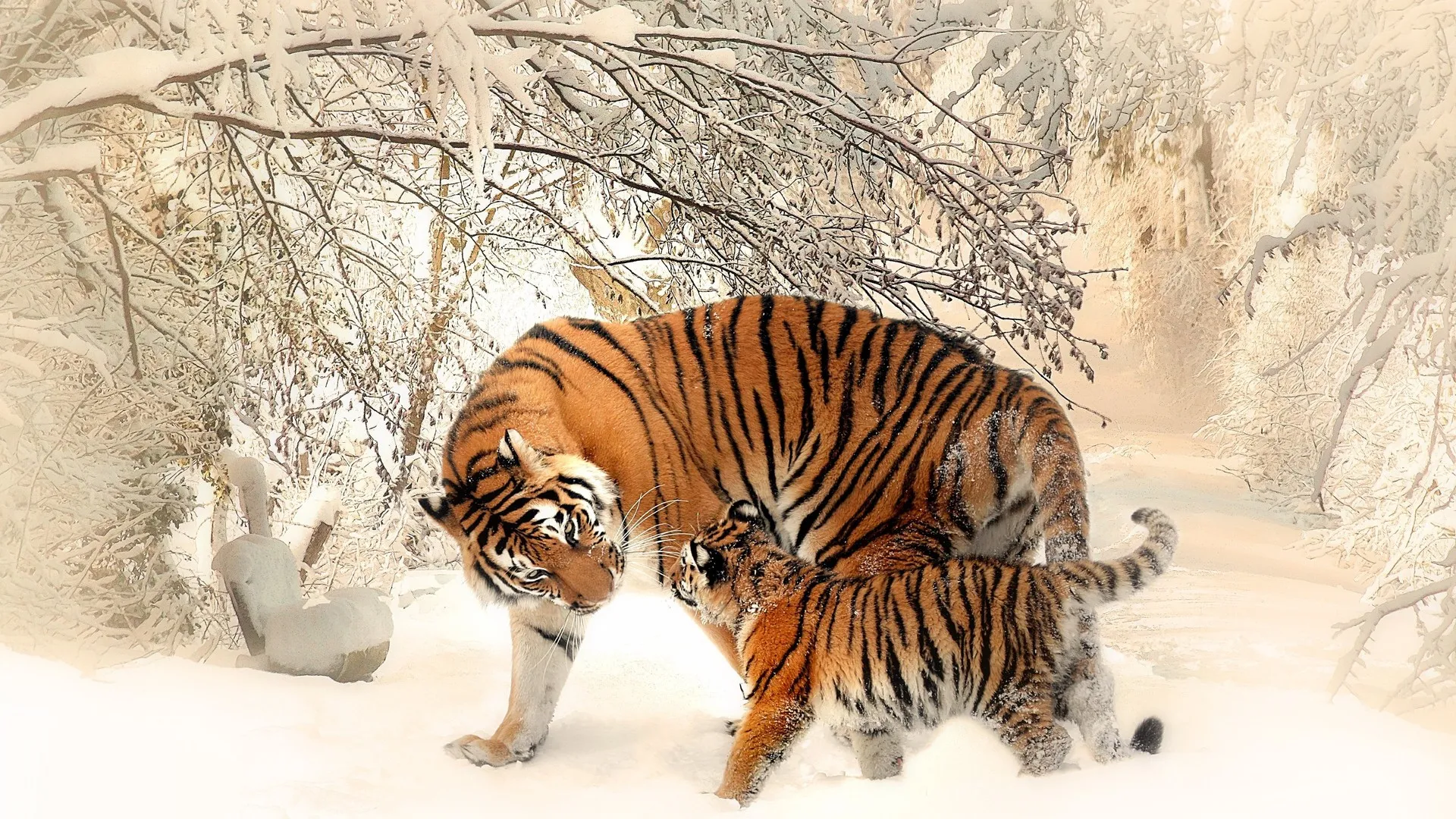 动物 自然 老虎 幼虎 冬天 雪 野生动物 摄影 猫 哺动物 大猫 4K壁纸