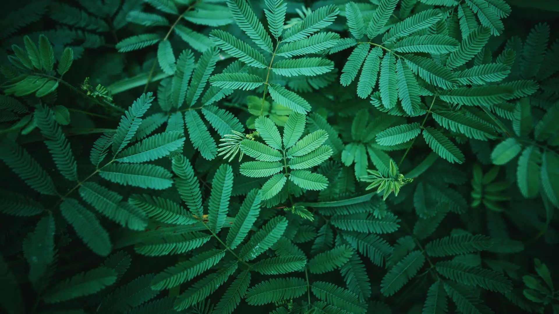 植物 绿色 叶 4K壁纸