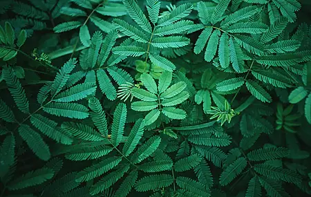 植物 绿色 叶 4K壁纸